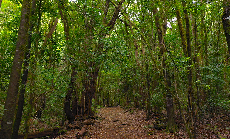 bosques_La-Gomera_Film-Commission